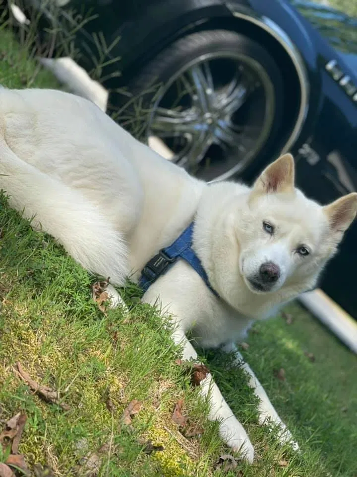 Lost dog in Fairburn, GA, 30213