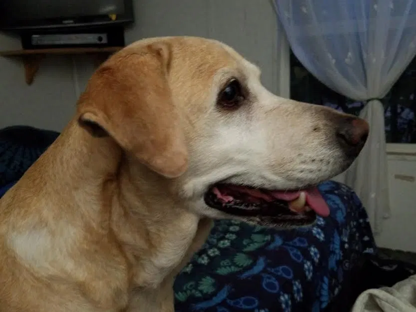 Lost dog in Manor, TX, 78653