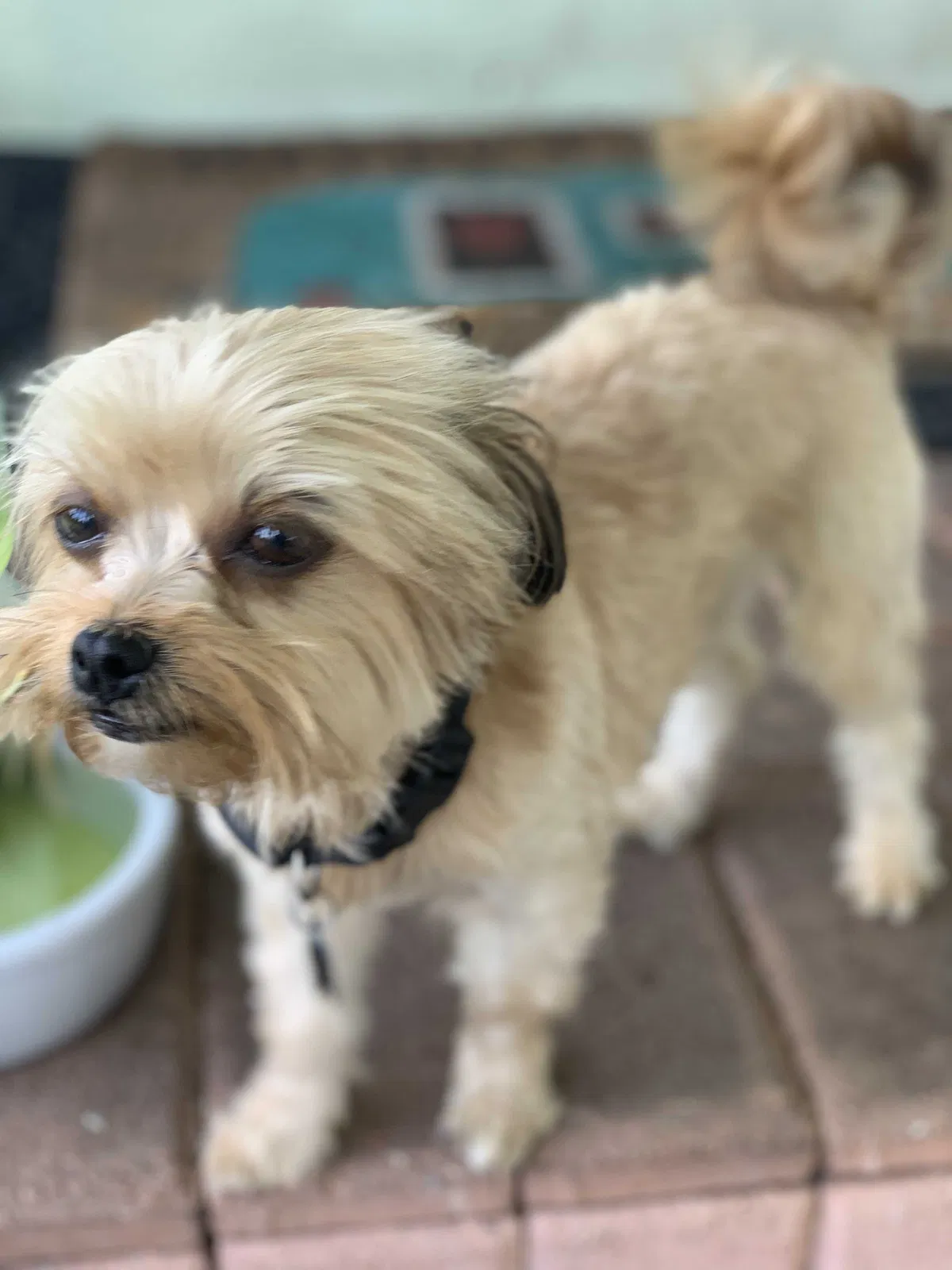 Lost dog in Miami, FL, 33155