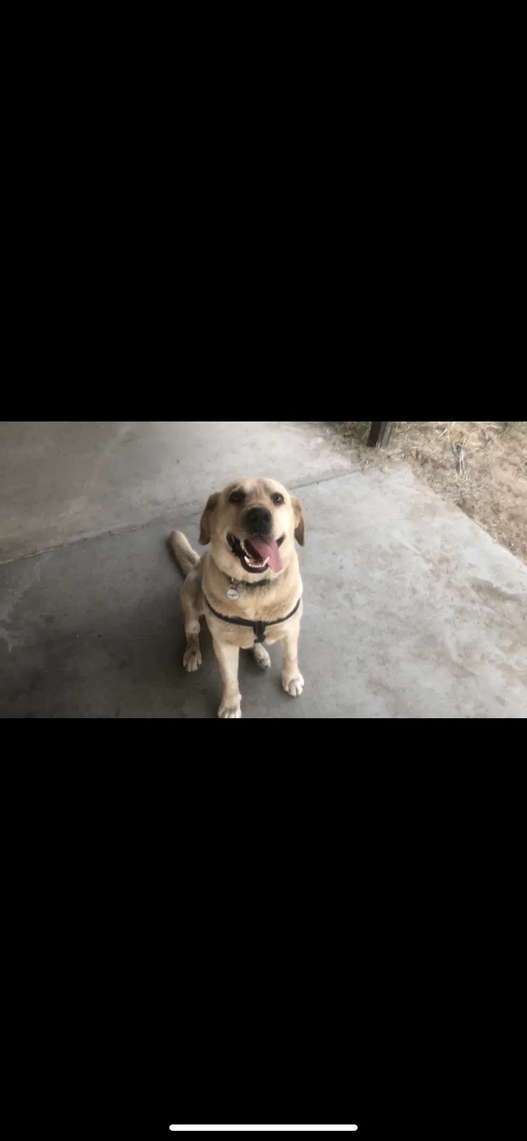 Lost dog in Highland, CA, 92346