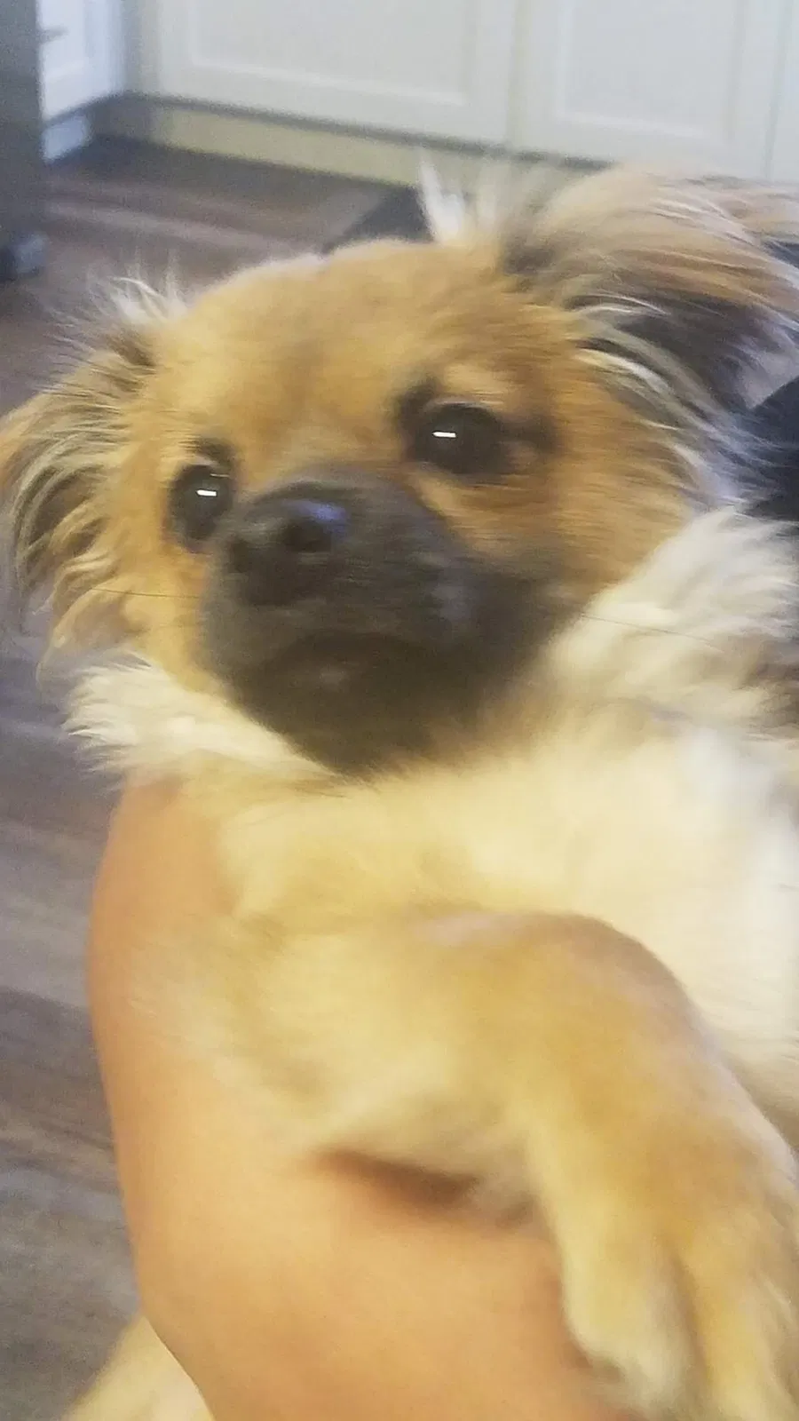Lost dog in Fresno, CA, 93722