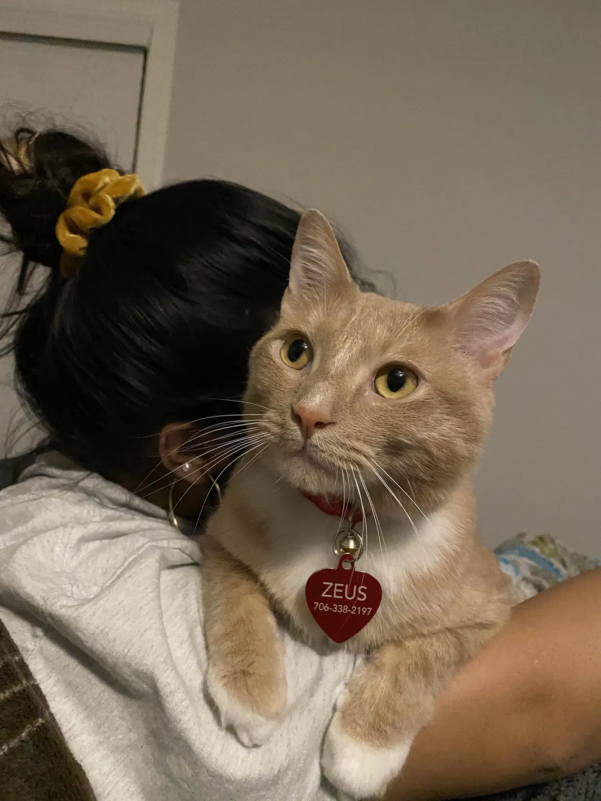 Lost cat in Statham, GA, 30666