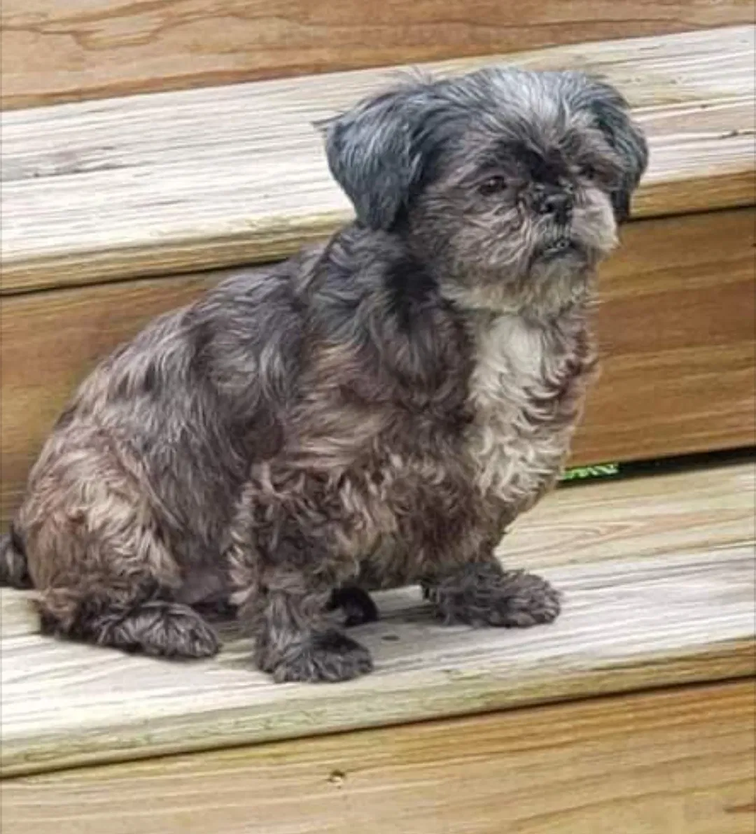 Lost dog in Rainsville, AL, 35986