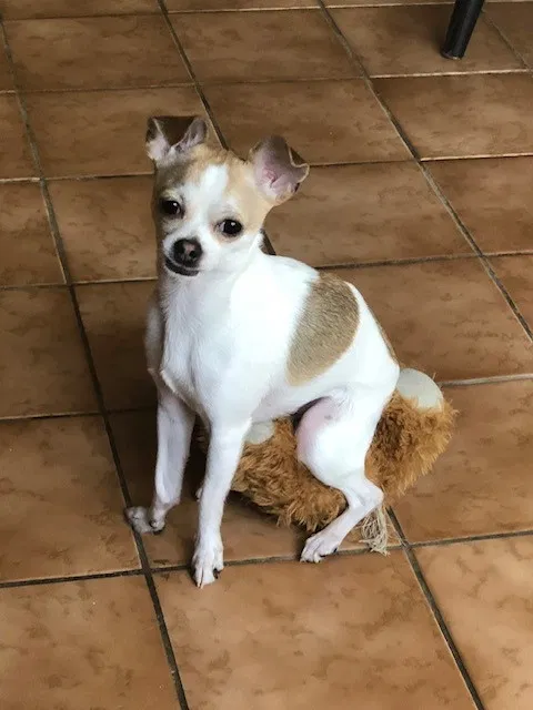 Lost dog in Saint Louis, MO, 63122