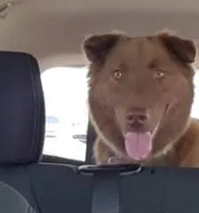 Lost dog in Dade City, FL, 33525