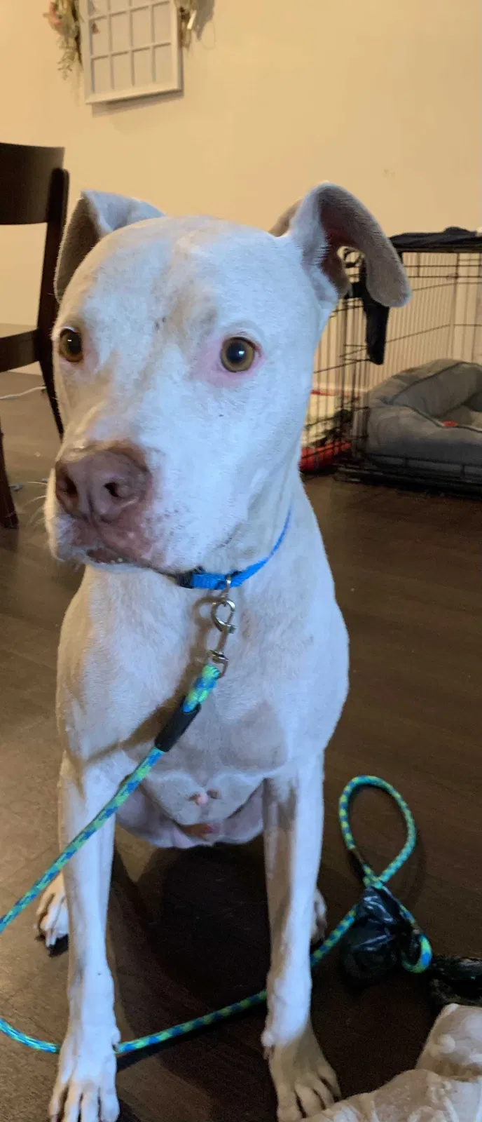 Found dog in Pembroke Pines, FL, 33028