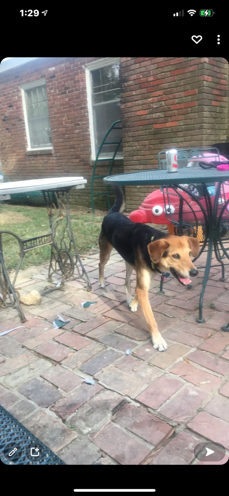 Lost dog in Millington, TN, 38053