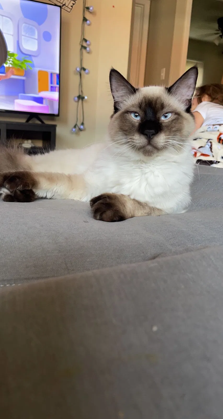 Lost cat in Lincoln, NE, 68521