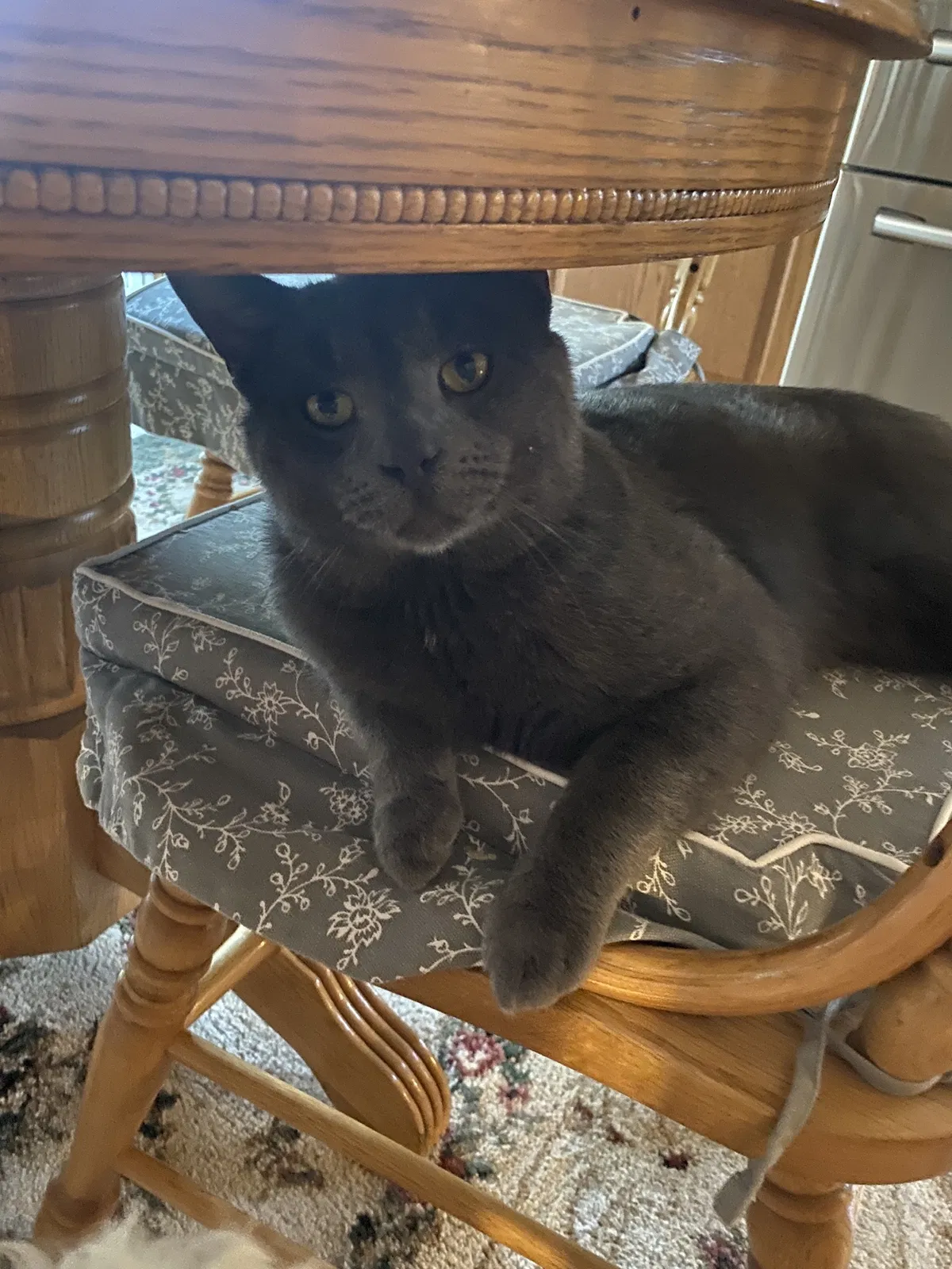 Lost cat in Wichita, KS, 67212