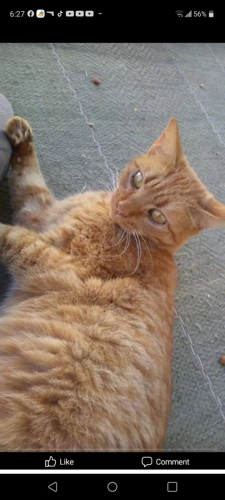 Lost cat in Bryant, AR, 72022