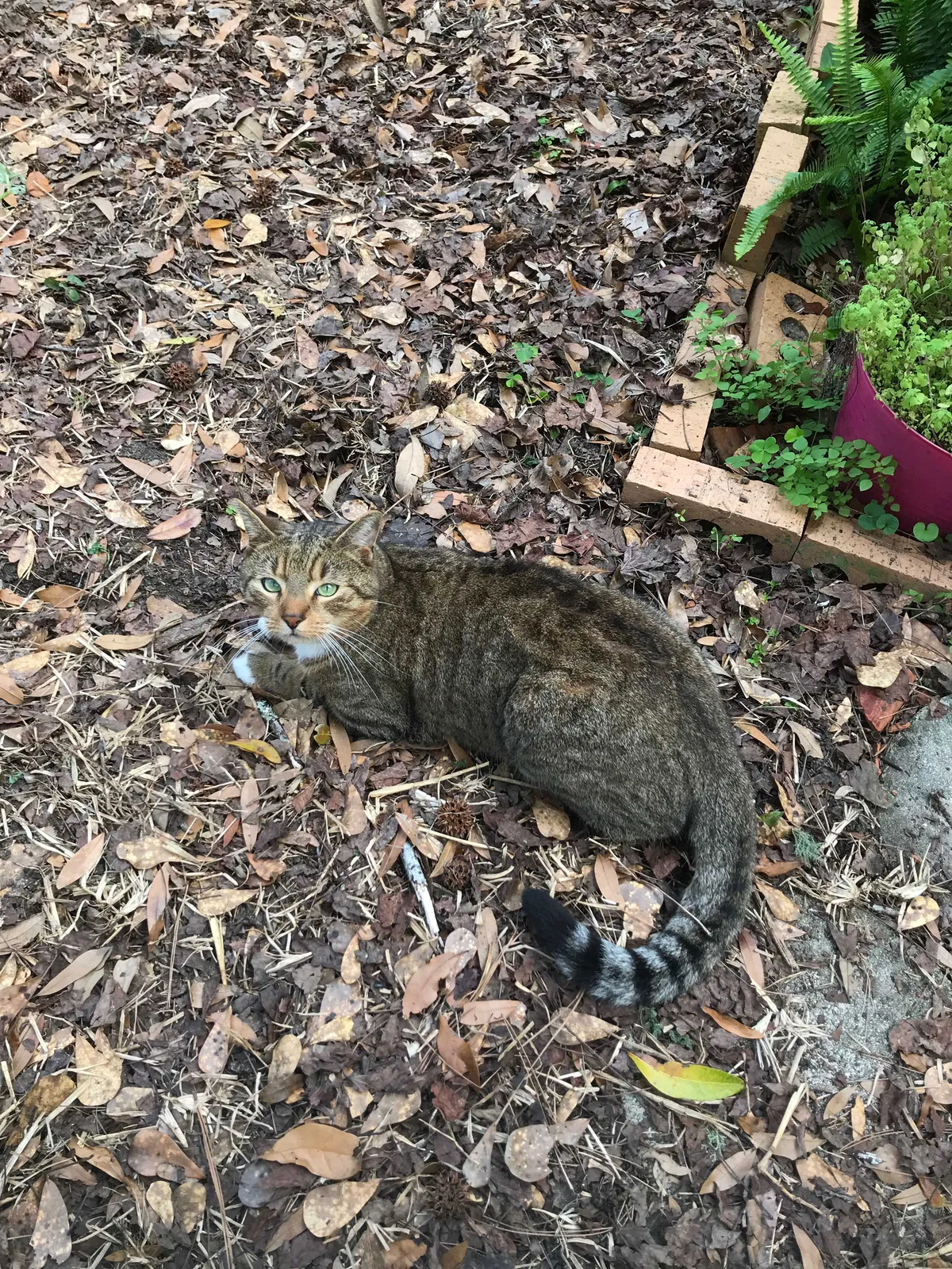 Lost cat in Tallahassee, FL, 32303