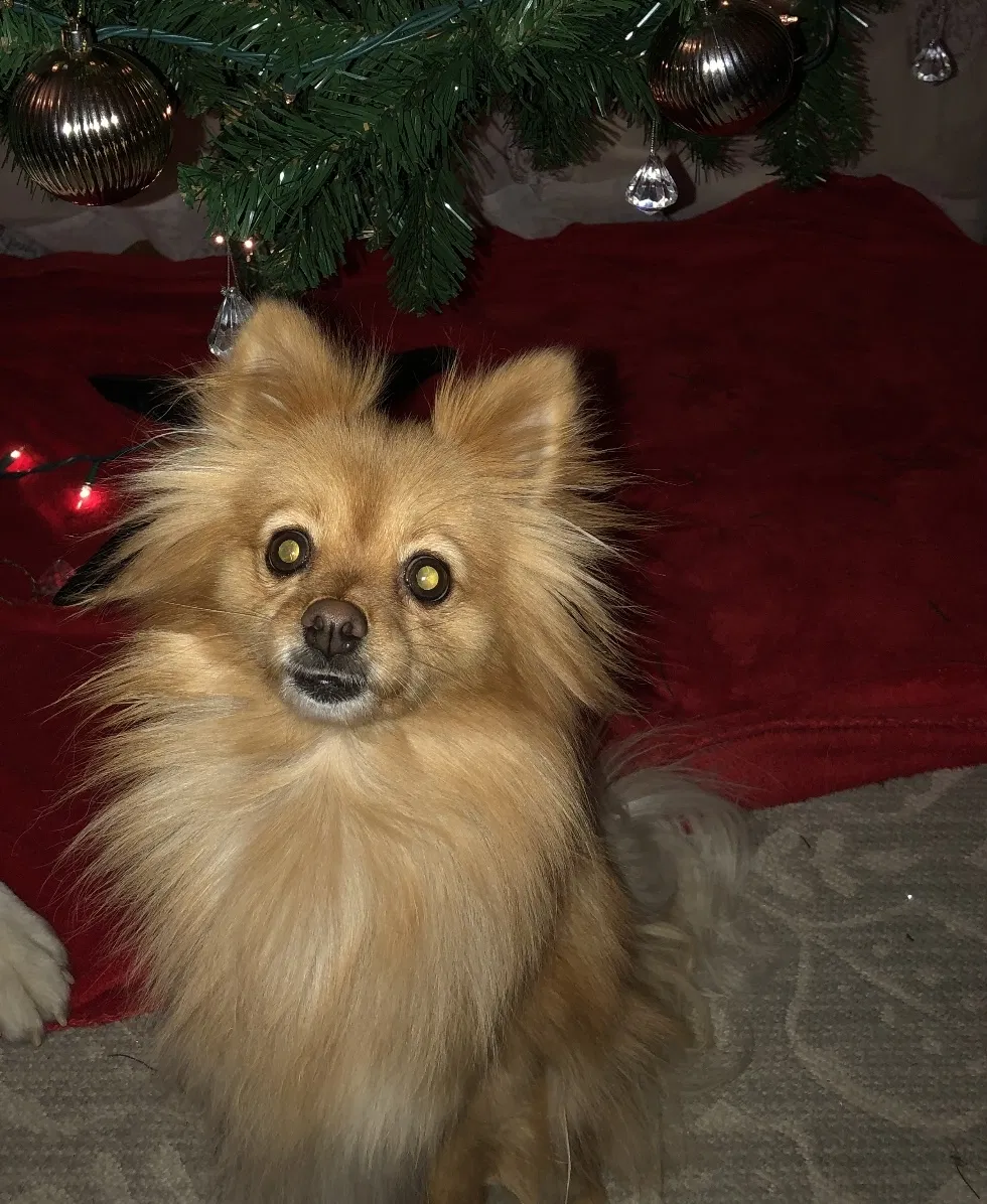 Lost dog in Denver, CO, 80249
