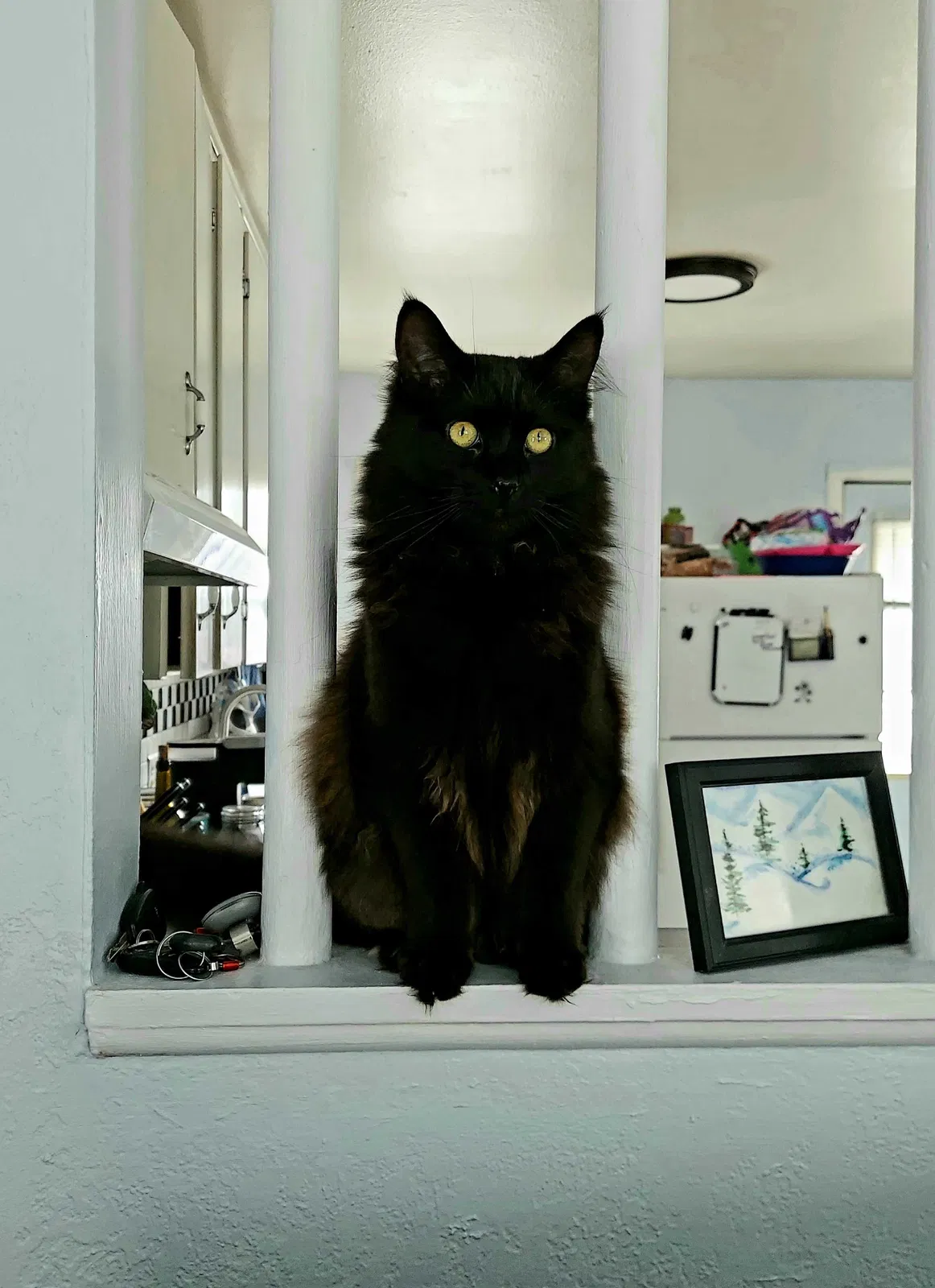 Lost cat in Aurora, CO, 80010