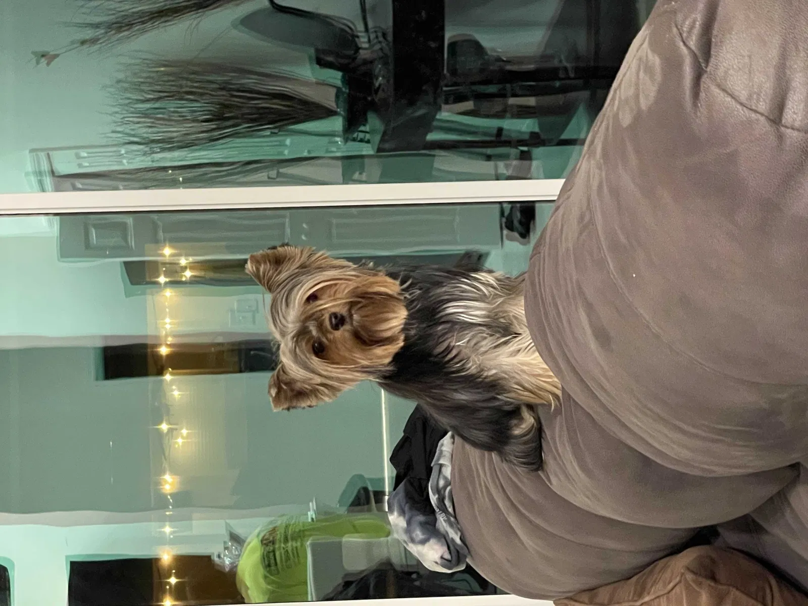 Lost dog in Cape Coral, FL, 33993