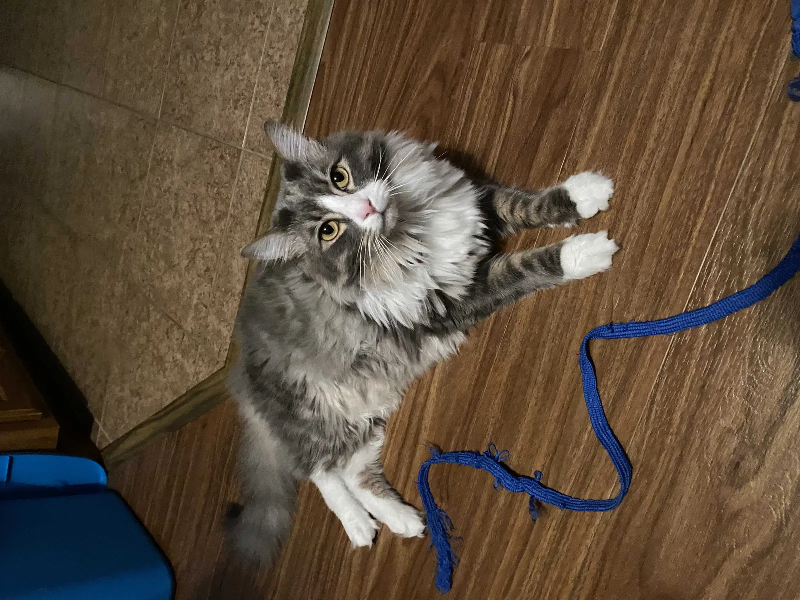 Lost cat in Olympia, WA, 98502