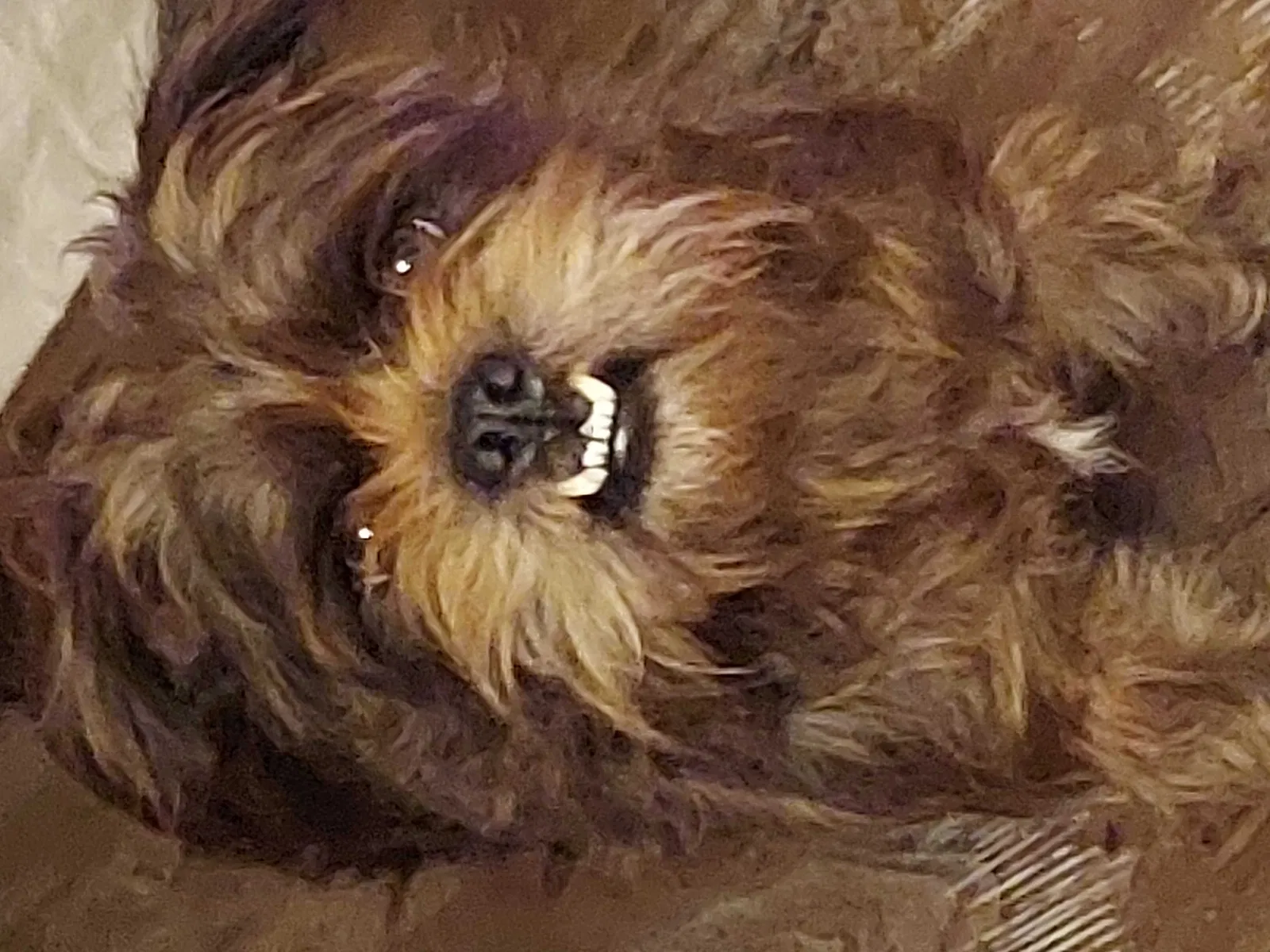 Lost dog in San Antonio, TX, 78264