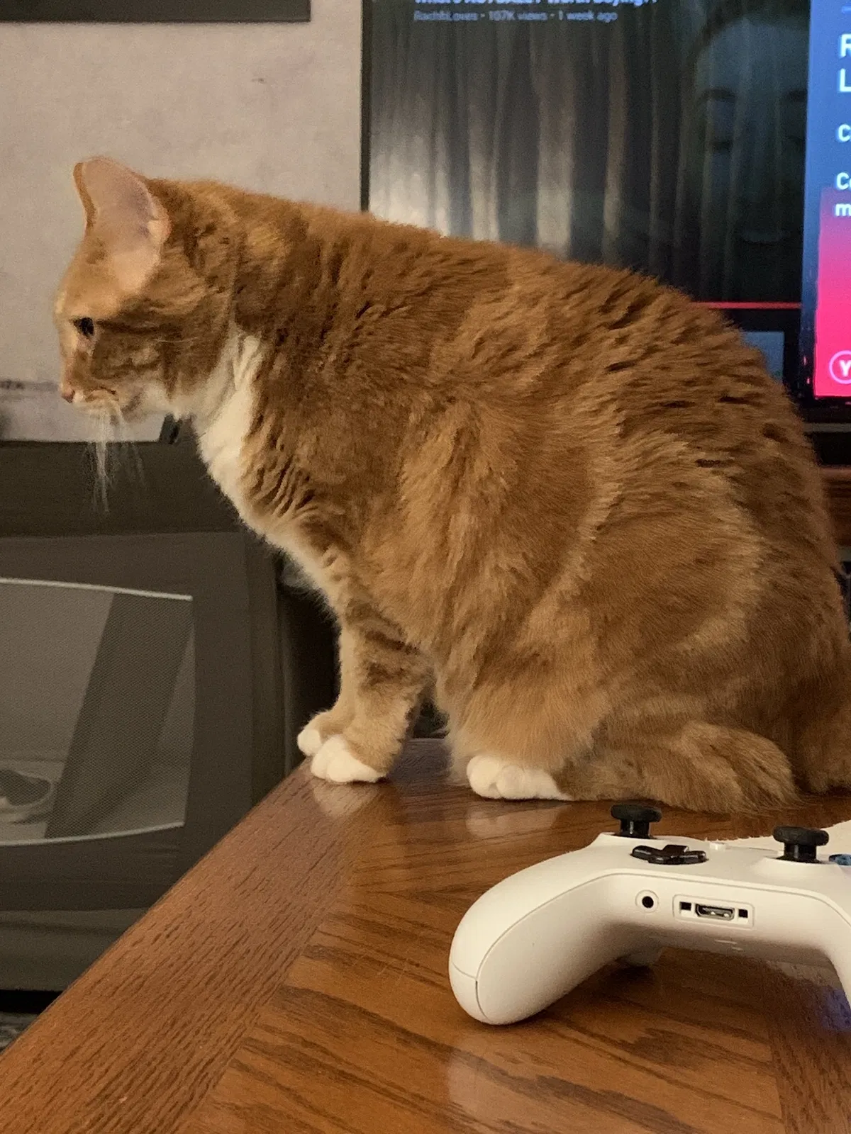 Lost cat in Homer City, PA, 15748