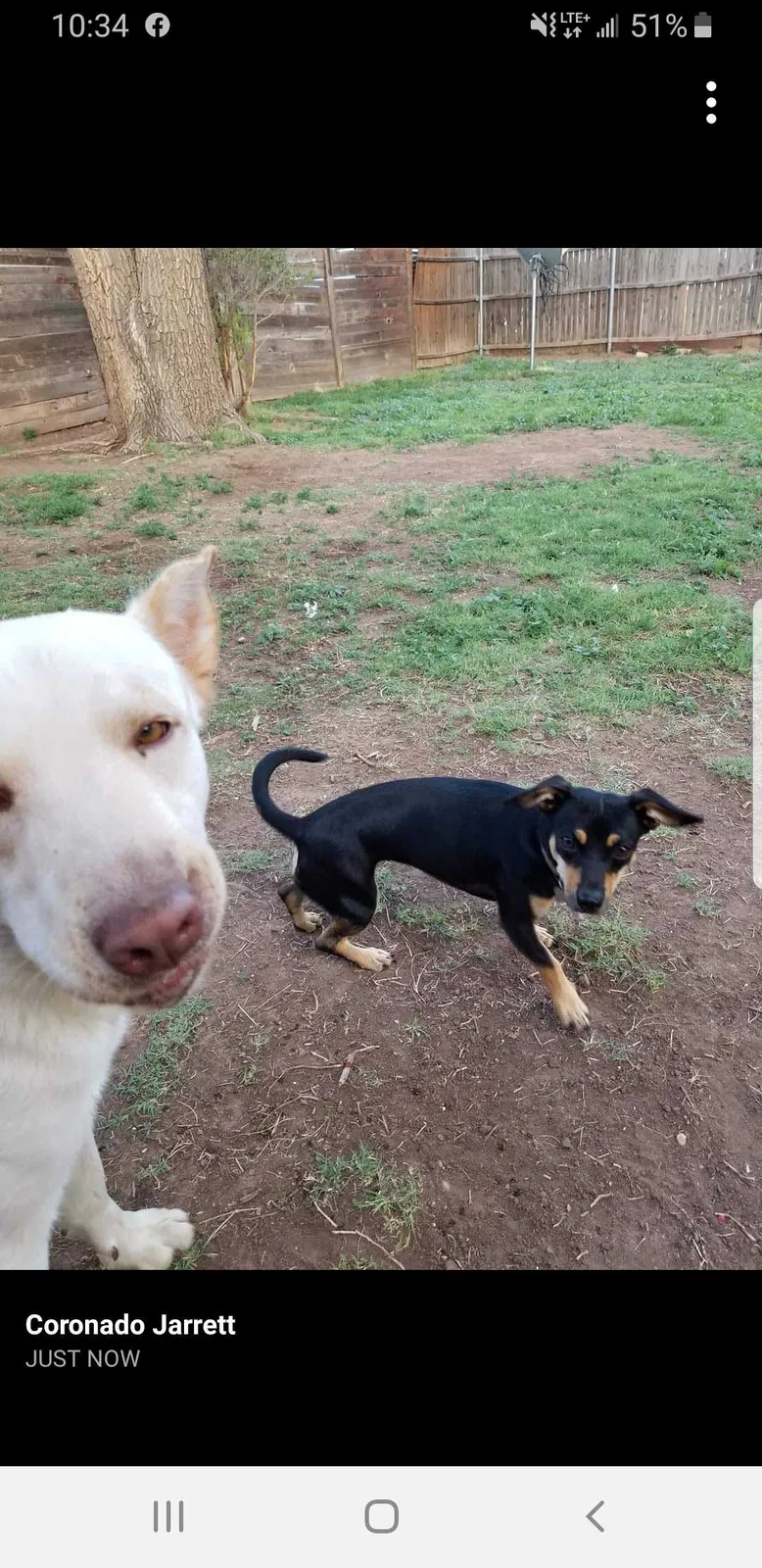 Lost dog in Amarillo, TX, 79106