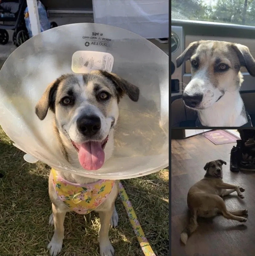Lost dog in San Antonio, TX, 78201