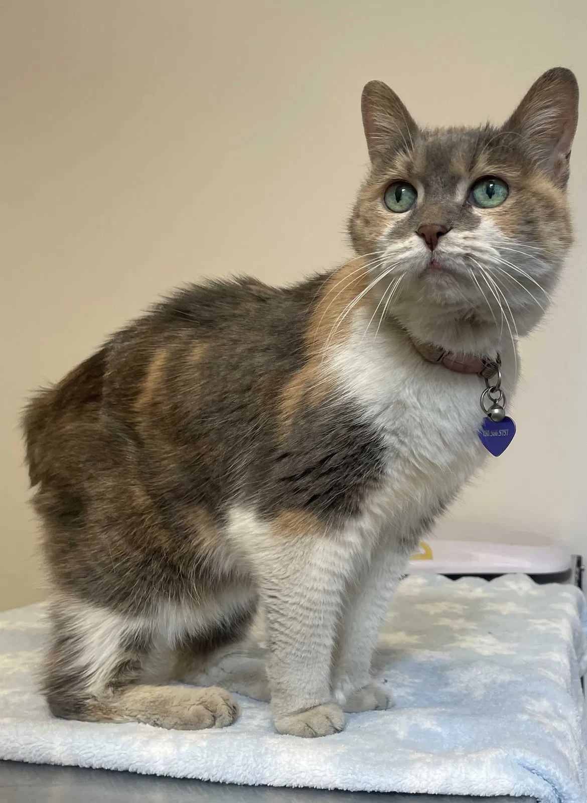 Lost cat in San Diego, CA, 92101