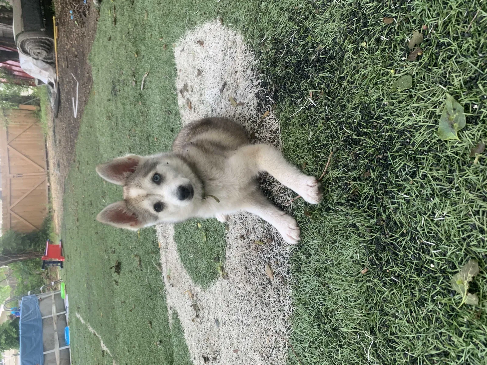Lost dog in Wichita, KS, 67213