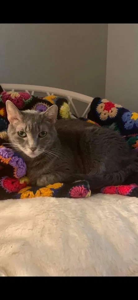 Lost cat in Slidell, LA, 70460