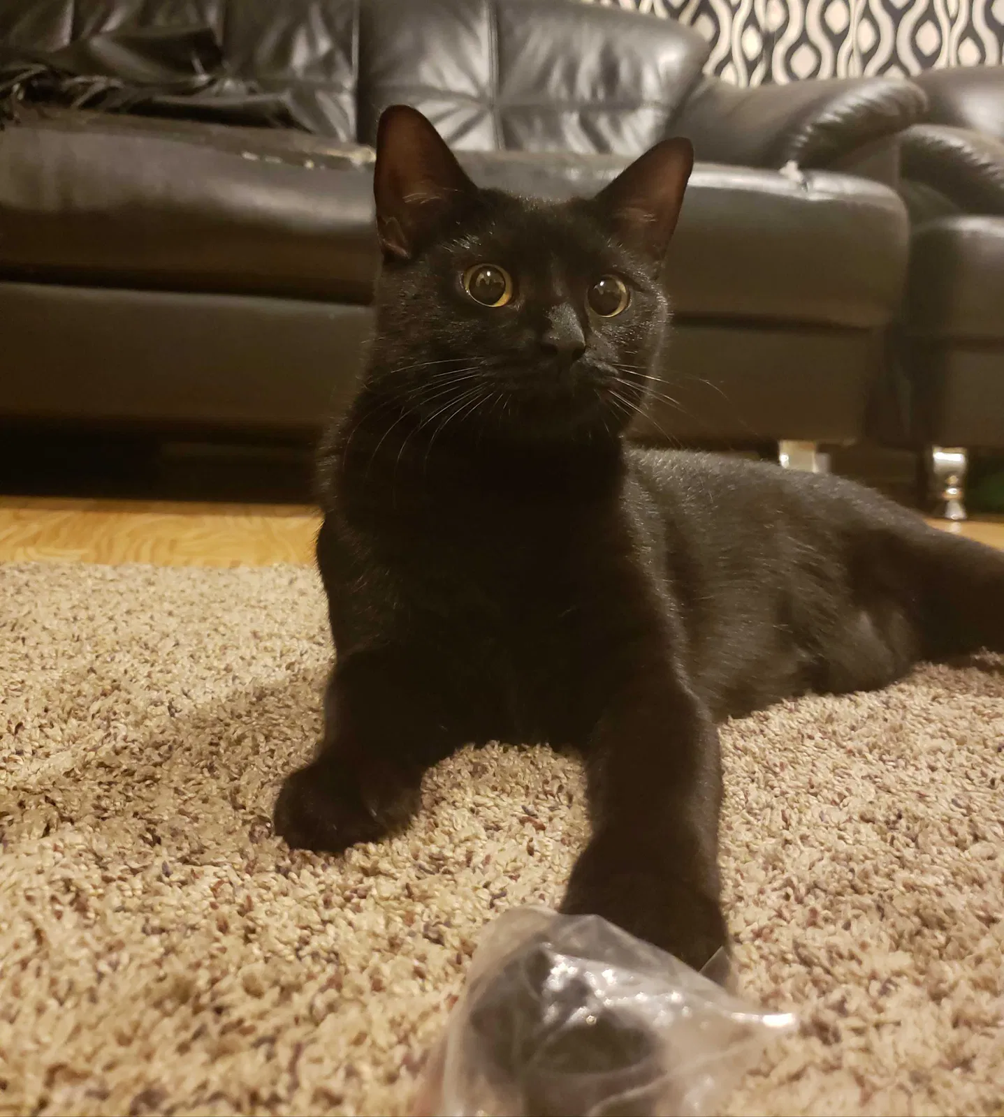 Lost cat in Feasterville Trevose, PA, 19053