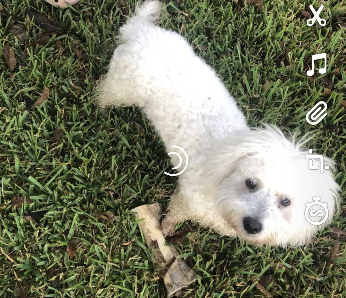 Lost dog in Lancaster, TX, 75146