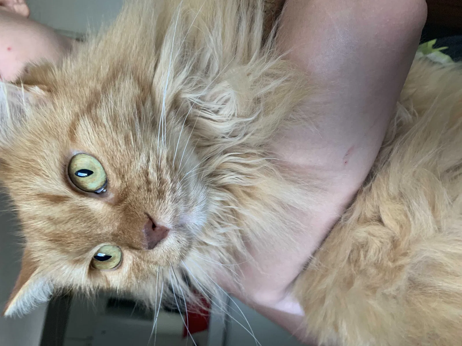 Lost cat in Burnsville, MN, 55337
