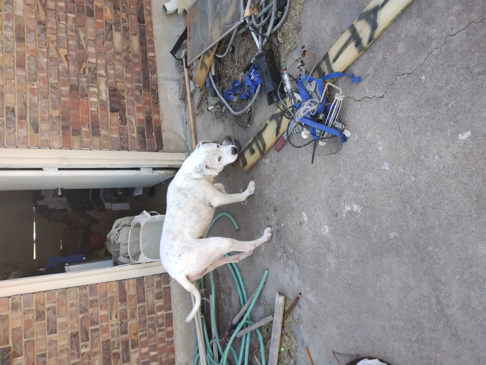 Found dog in Lawton, OK, 73507