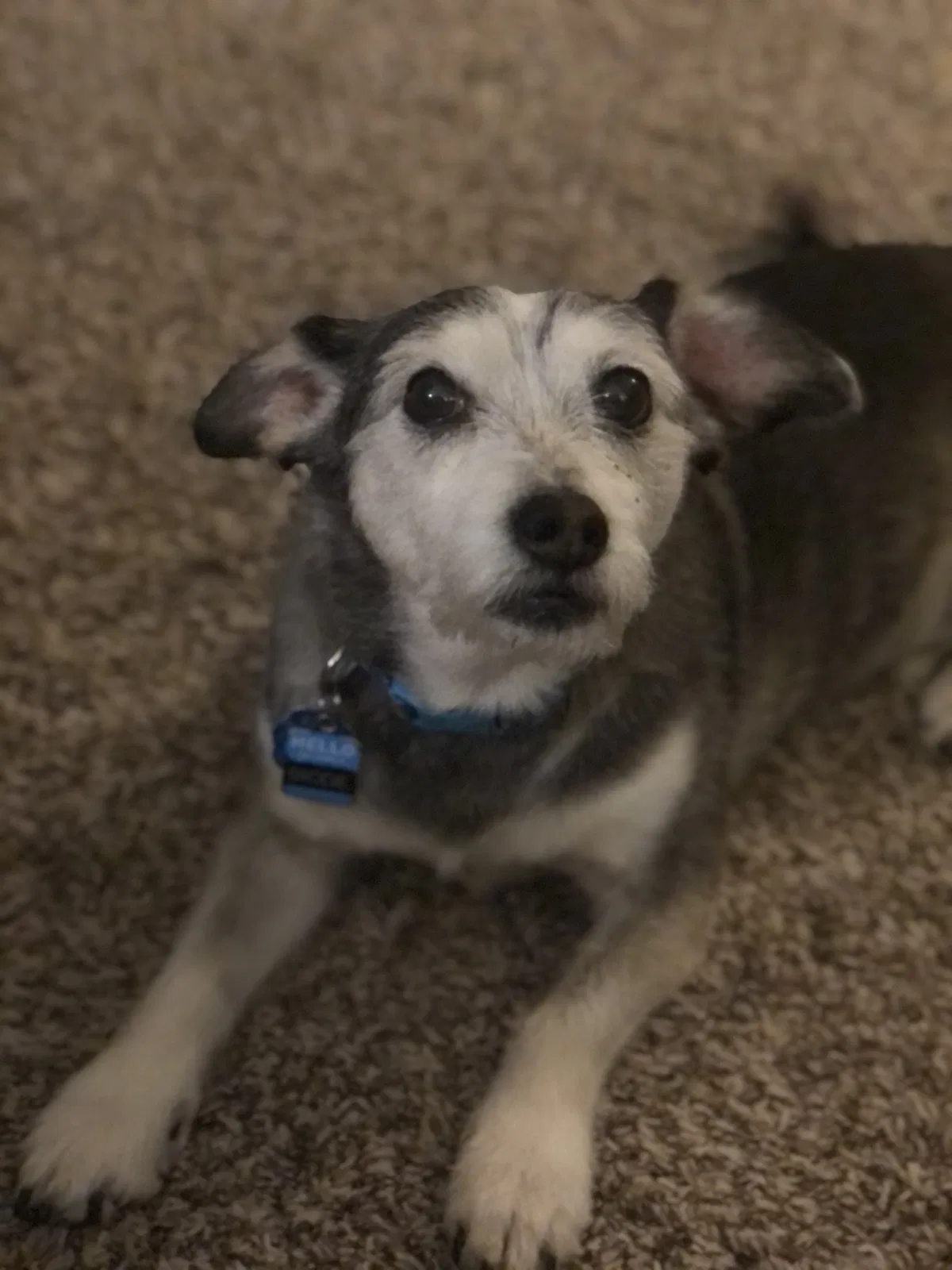 Lost dog in San Marcos, TX, 78666