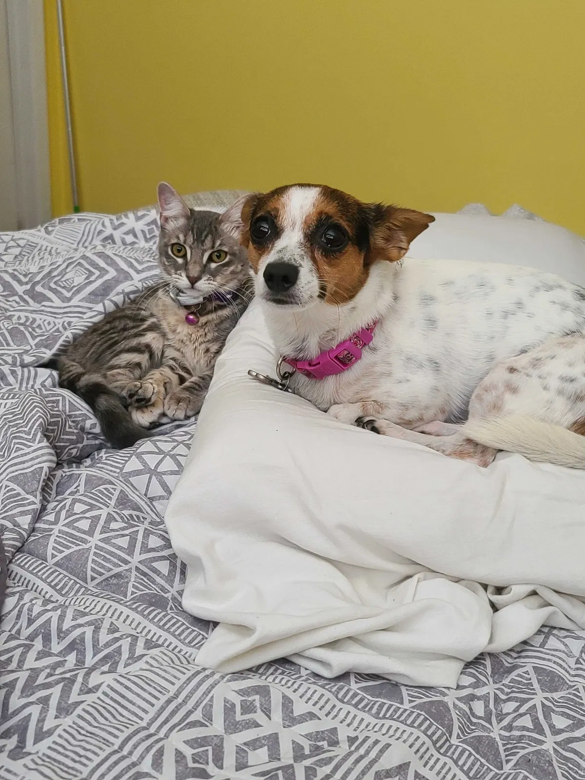 Lost dog in Houston, TX, 77072