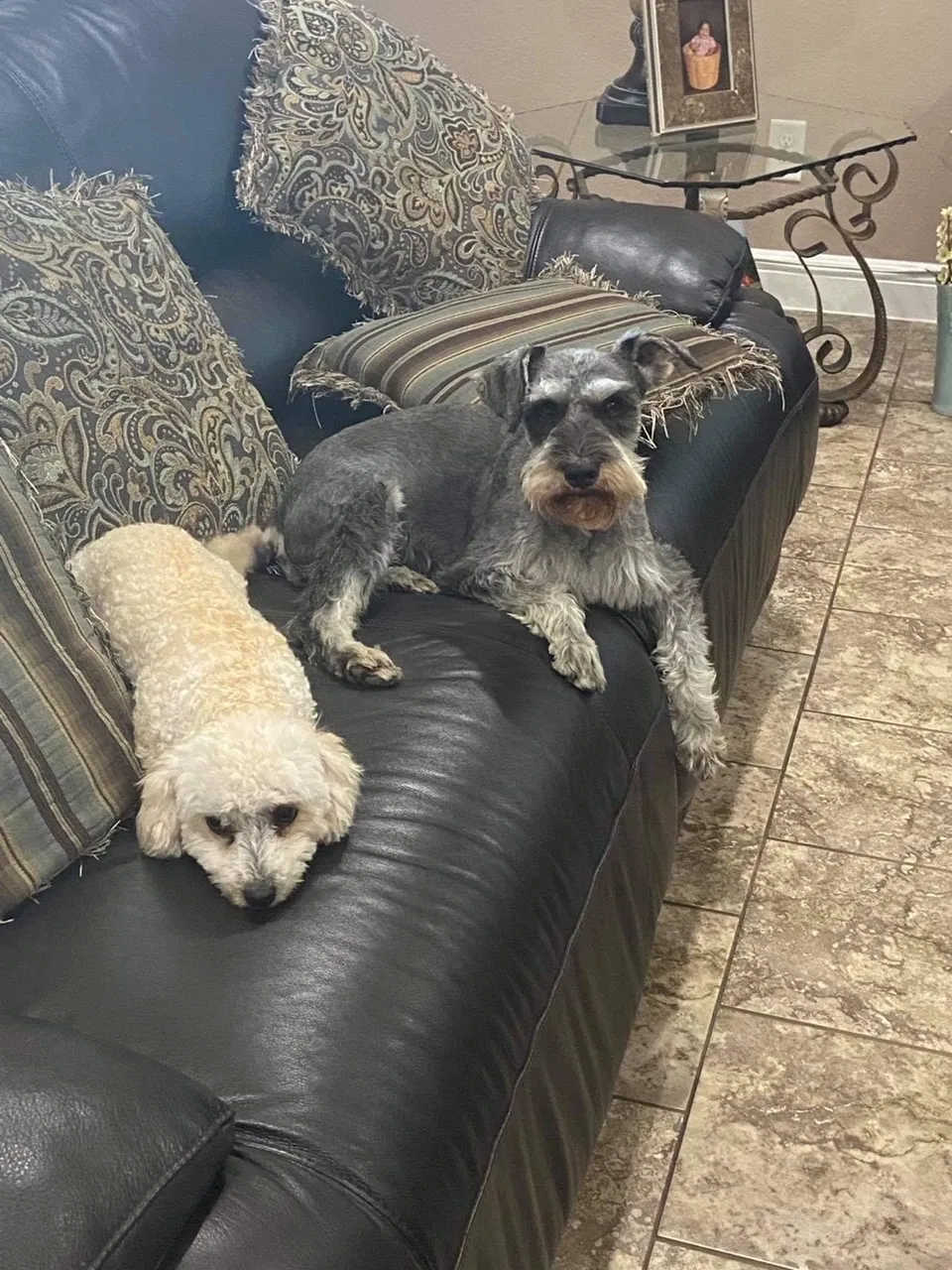 Lost dog in Houston, TX, 77084