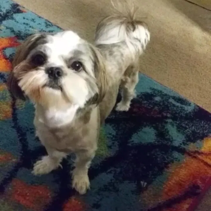 Lost dog in Detroit, MI, 48206