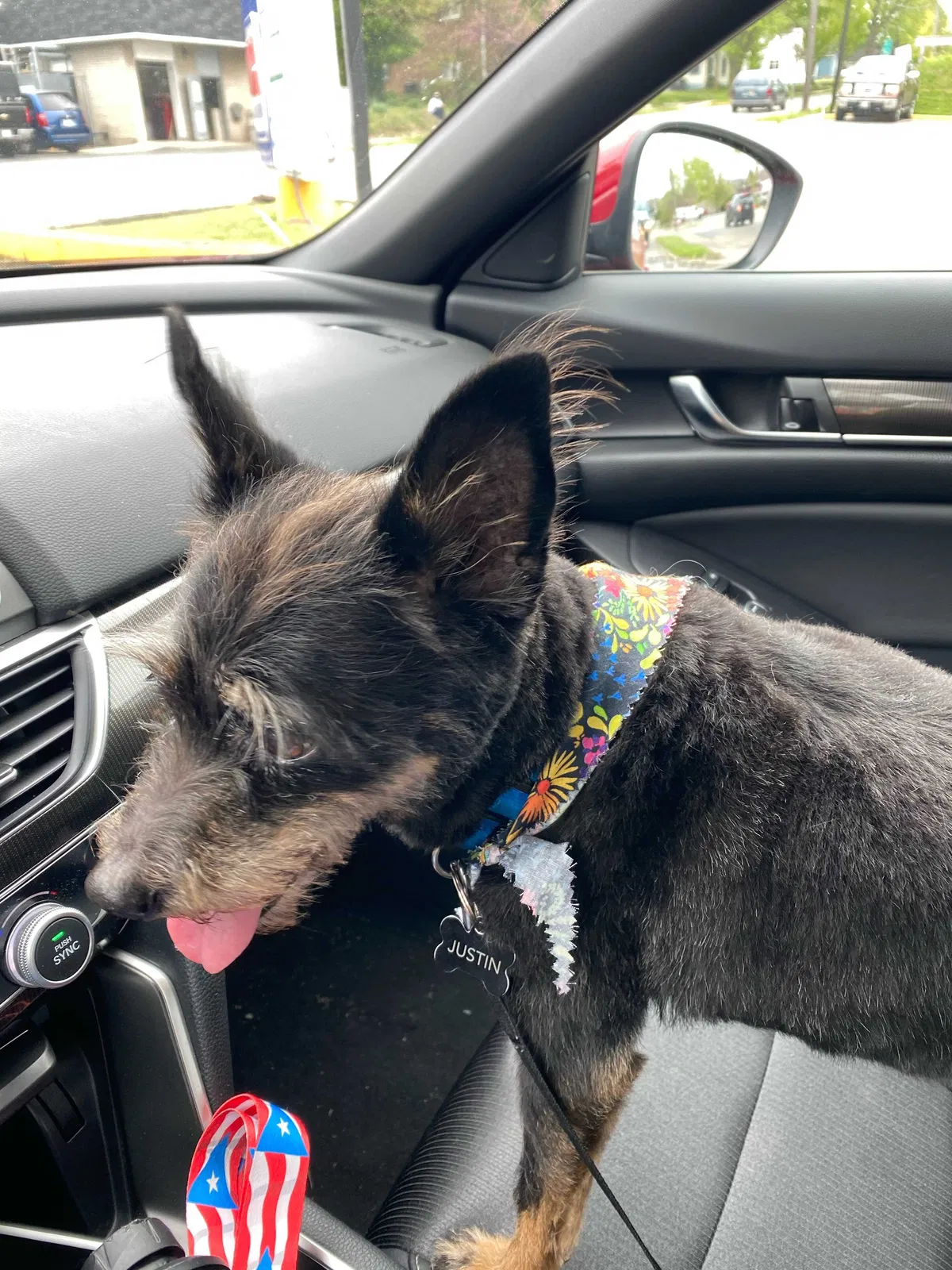 Lost dog in Indianapolis, IN, 46226