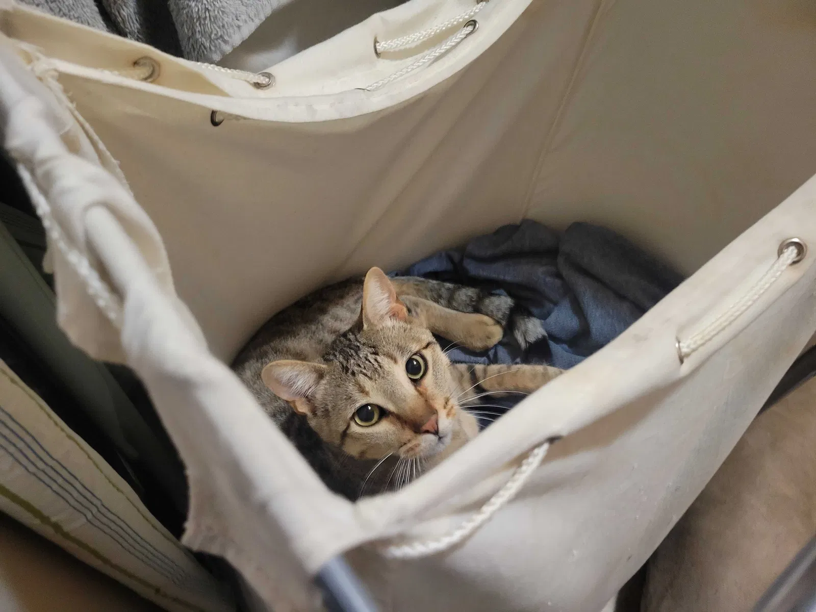 Lost cat in Unknown, UT, 84009