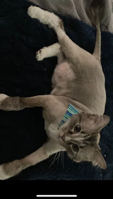 Lost cat in Chattanooga, TN, 37421