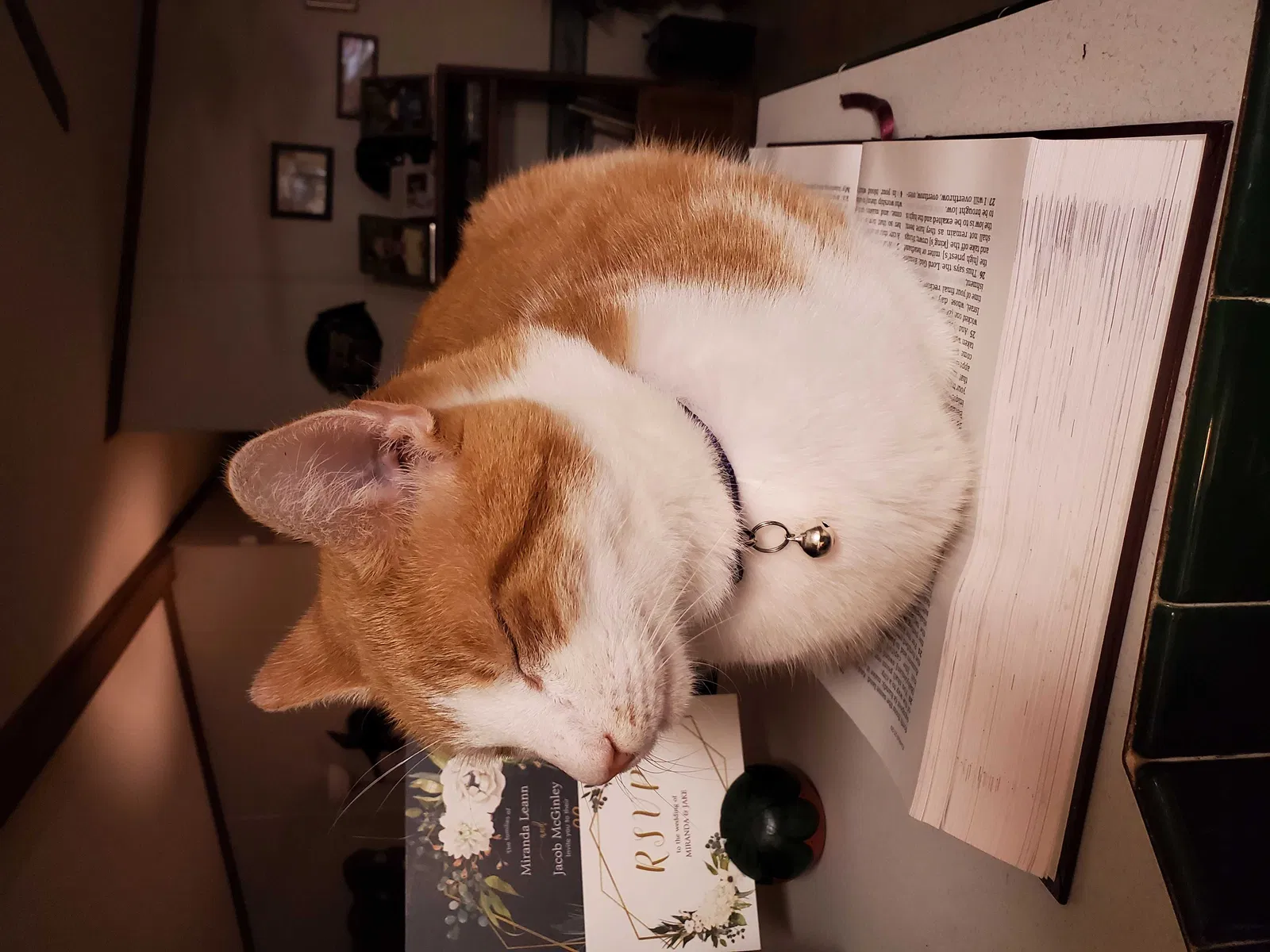 Lost cat in Lincolnton, NC, 28092