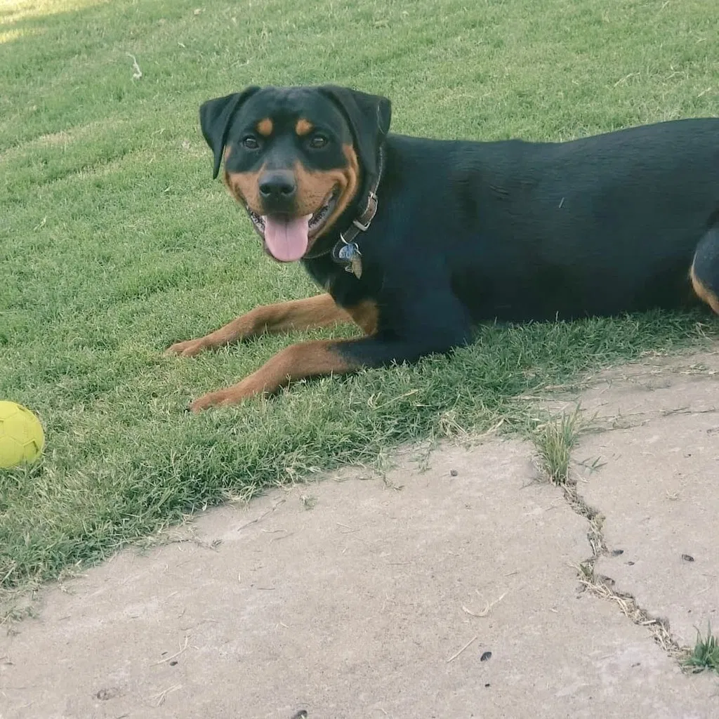 Lost dog in Oklahoma City, OK, 73160