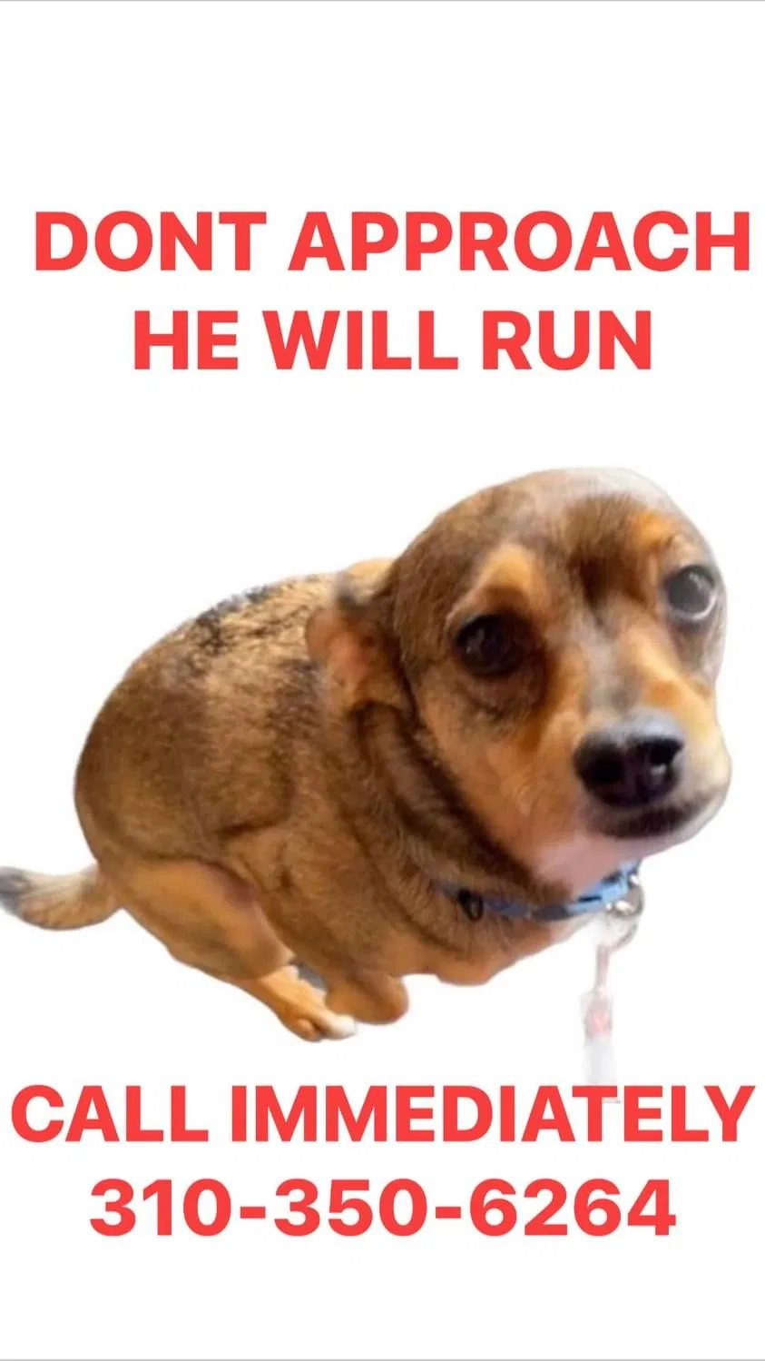 Lost dog in Sun City, CA, 92587