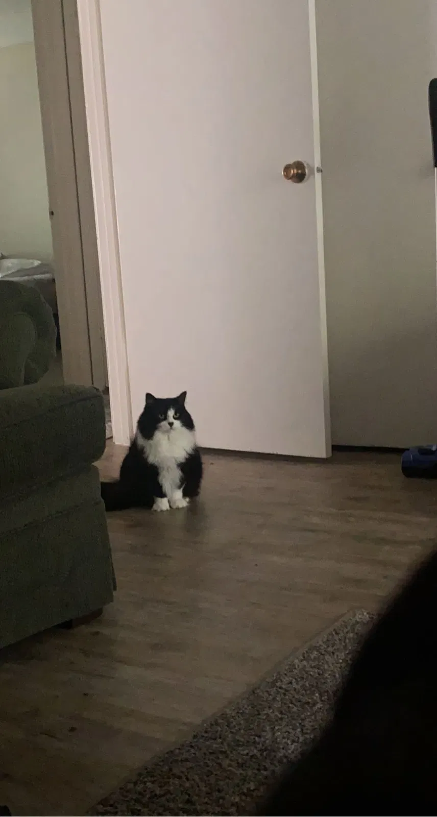 Lost cat in Memphis, TN, 38111