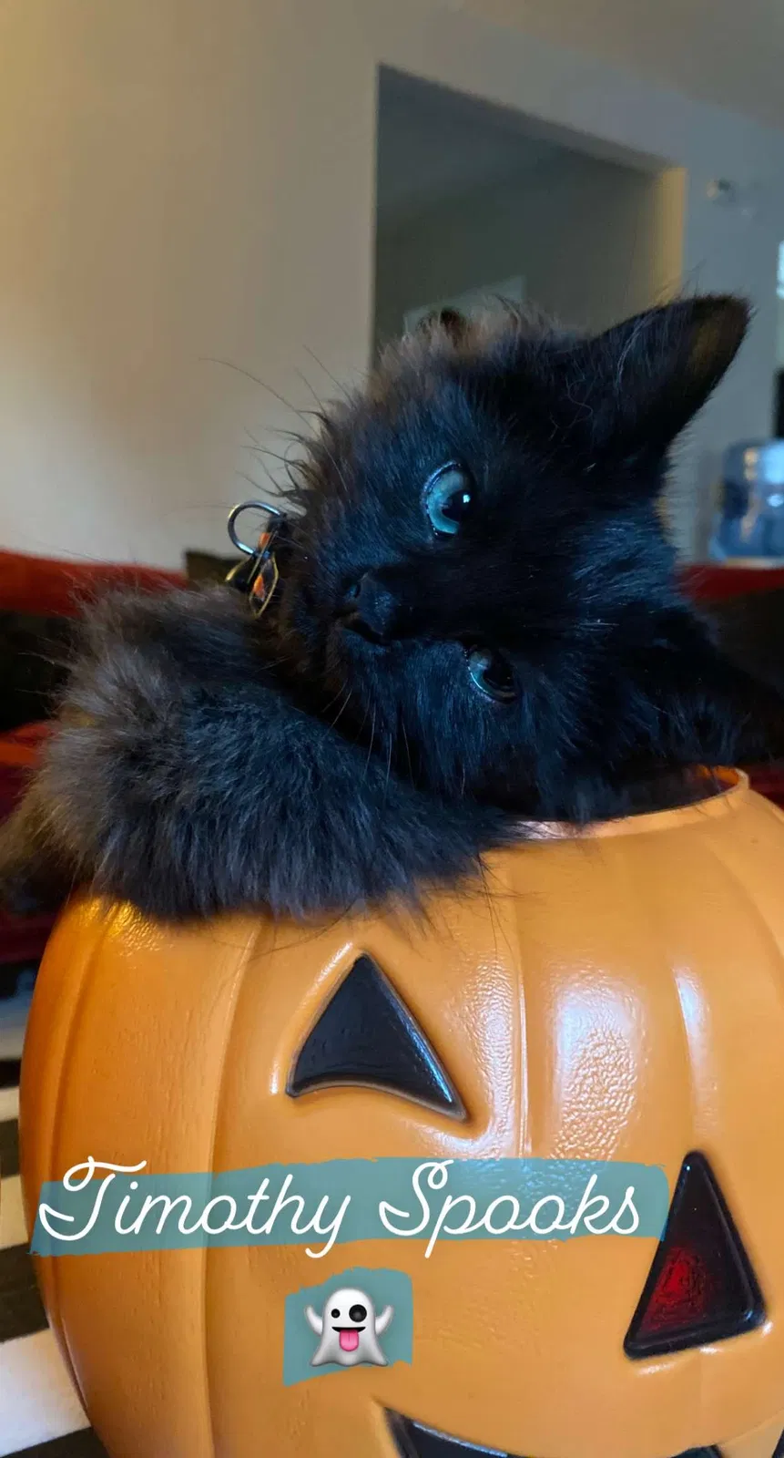 Lost cat in San Bernardino, CA, 92405
