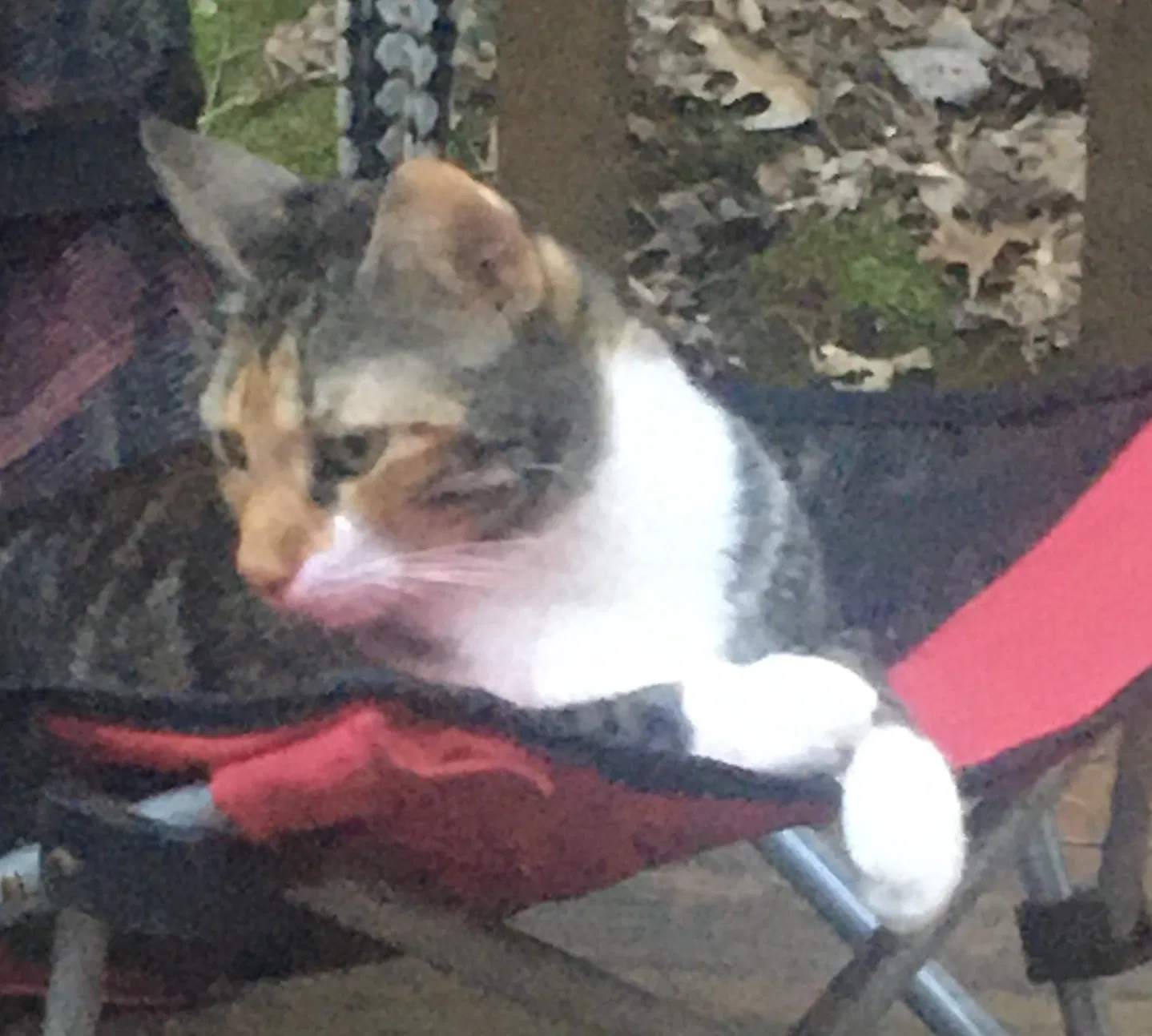 Lost cat in Hickory, NC, 28602
