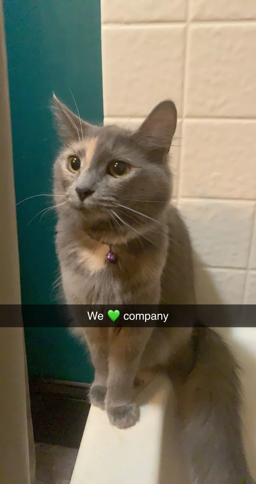 Lost cat in Lancaster, OH, 43130