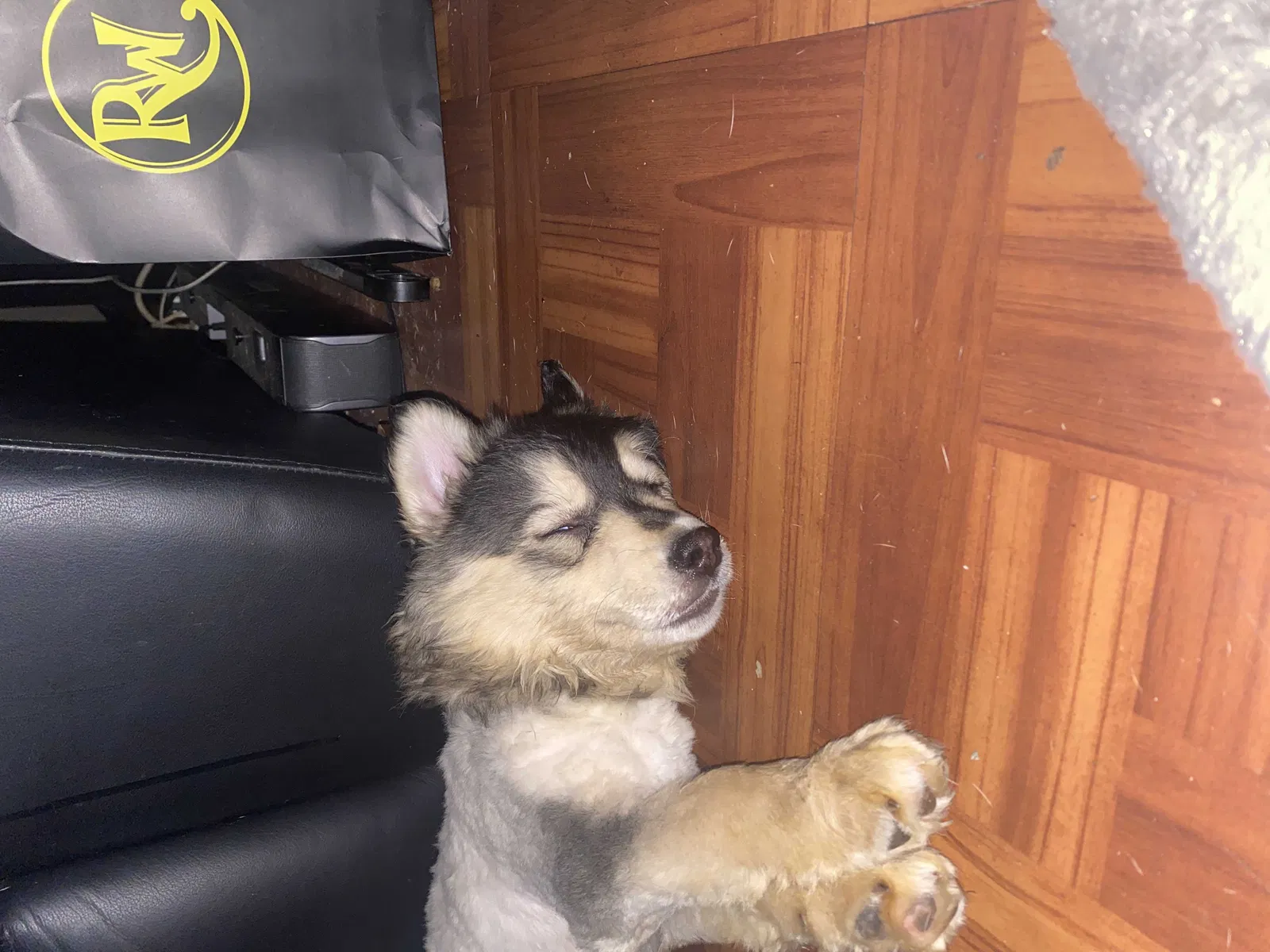 Found dog in Van Nuys, CA, 91405