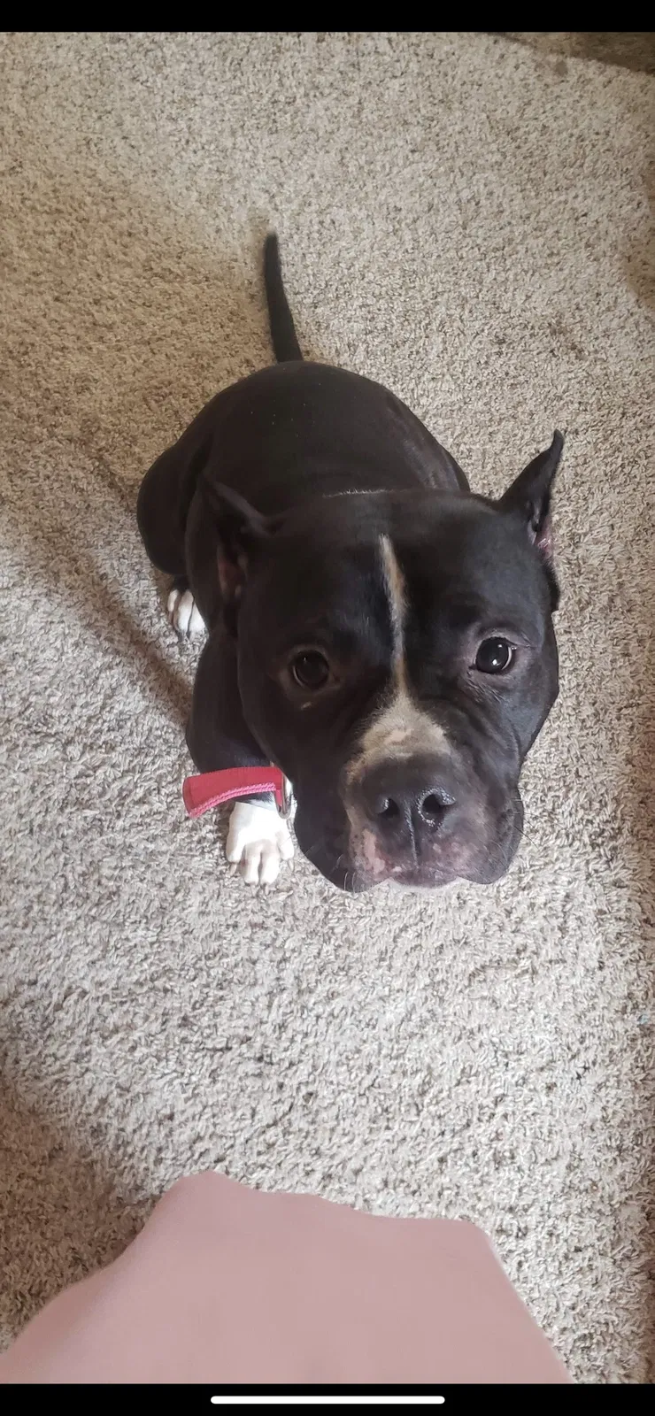 Lost dog in Oklahoma City, OK, 73159