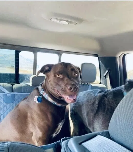 Lost dog in Salt Lake City, UT, 84107