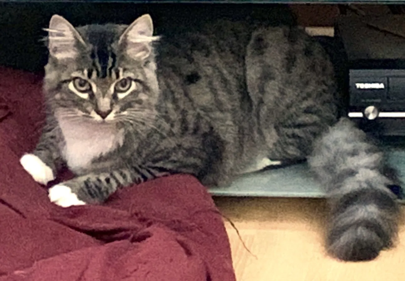 Lost cat in Spring, TX, 77381
