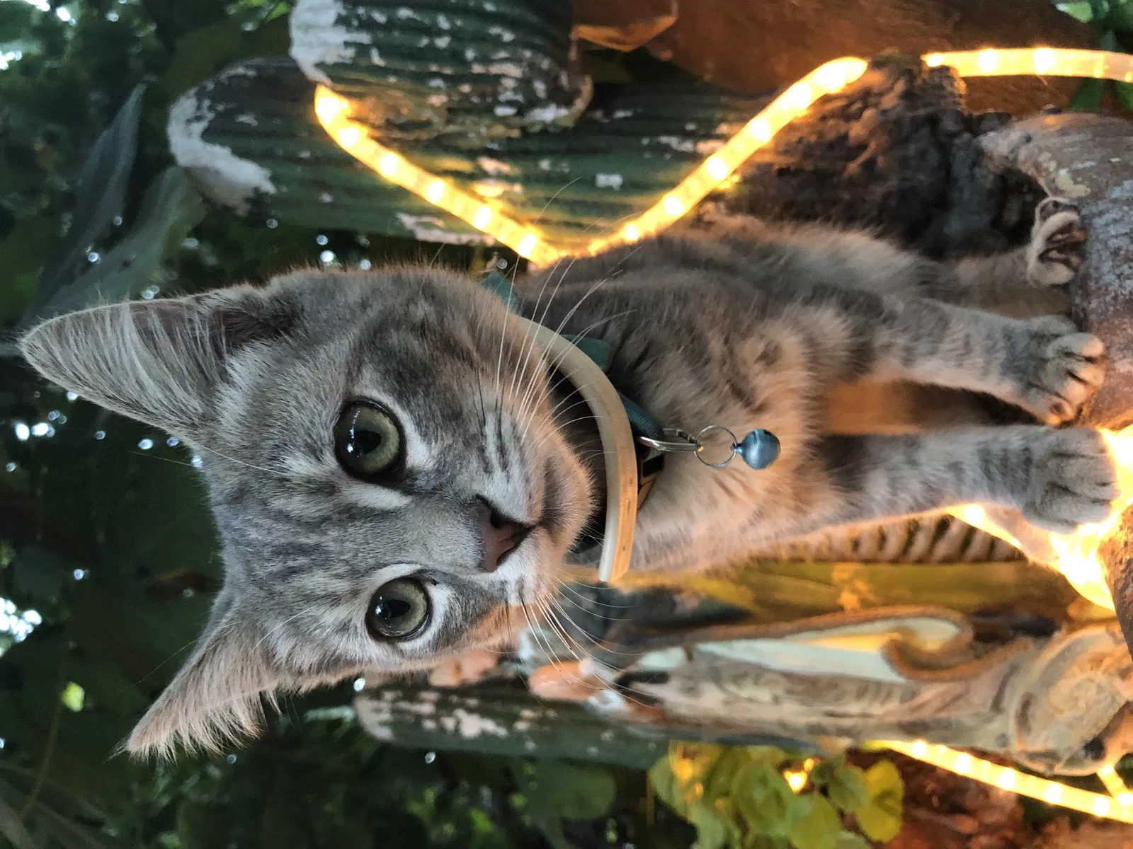Lost cat in Bell Gardens, CA, 90201