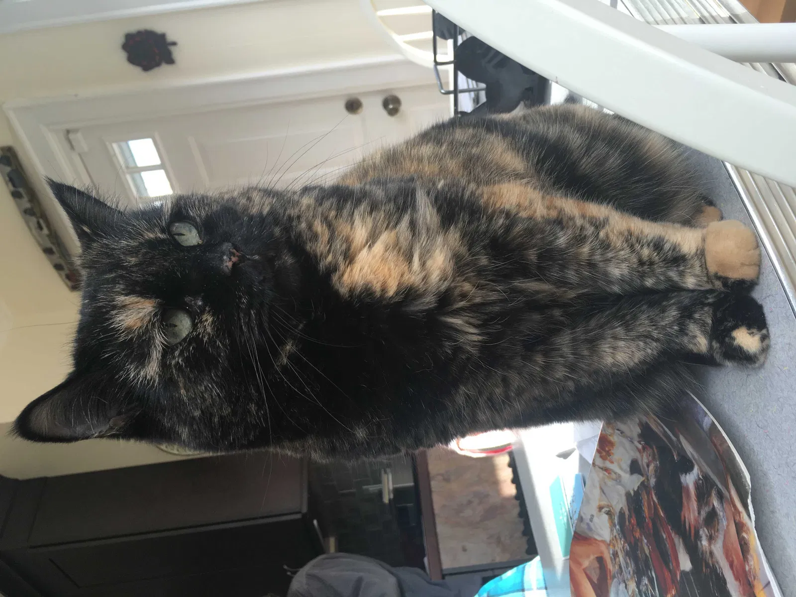 Lost cat in Bronx, NY, 10470